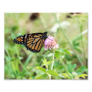 Monarch Butterfly Fototryck