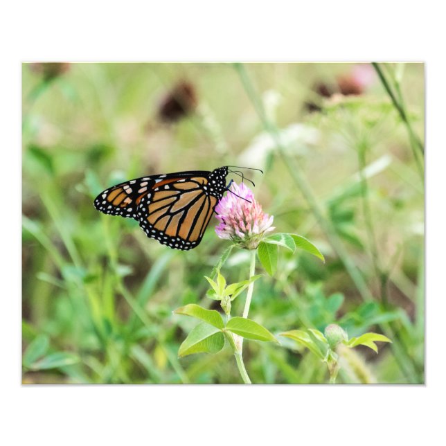 Monarch Butterfly Fototryck (Framsidan)