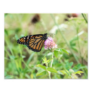 Monarch Butterfly Fototryck