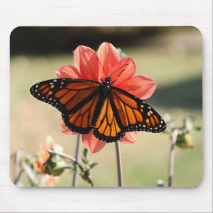 Monarch Butterfly från Dahlia Musmatta