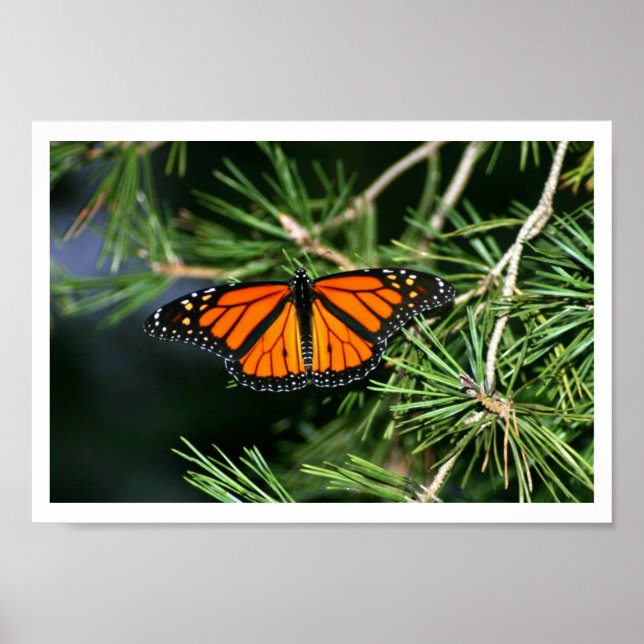 Monarch Butterfly från Gräs Poster (Framsidan)