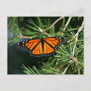 Monarch Butterfly från Gräs Vykort