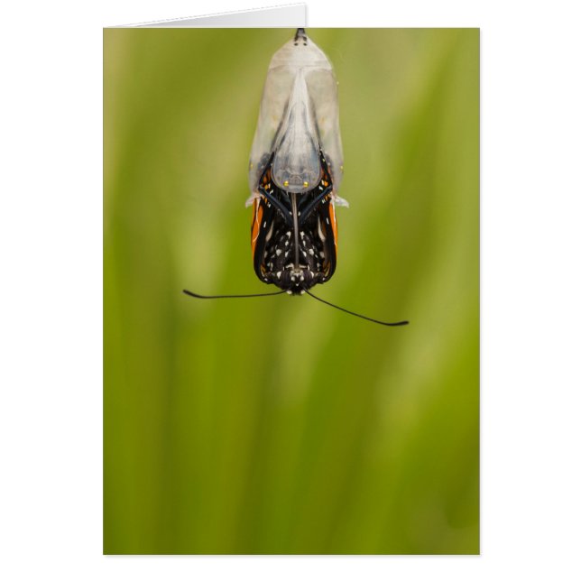 Monarch Butterfly från kokkort Hälsningskort (Framsidan)