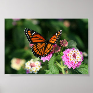 Monarch Butterfly från Lantana Flower Poster