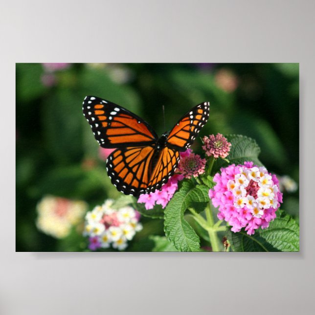Monarch Butterfly från Lantana Flower Poster (Framsidan)