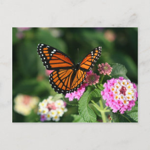 Monarch Butterfly från Lantana Flower Vykort