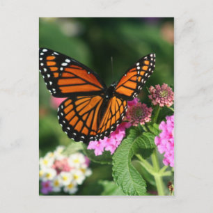 Monarch Butterfly från Lantana Flower Vykort