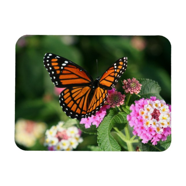 Monarch Butterfly från Lantana Flowers.Magnet Magnet (Horisontell)