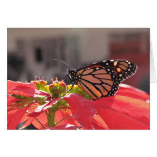 Monarch Butterfly från Poinsettia Hälsningskort