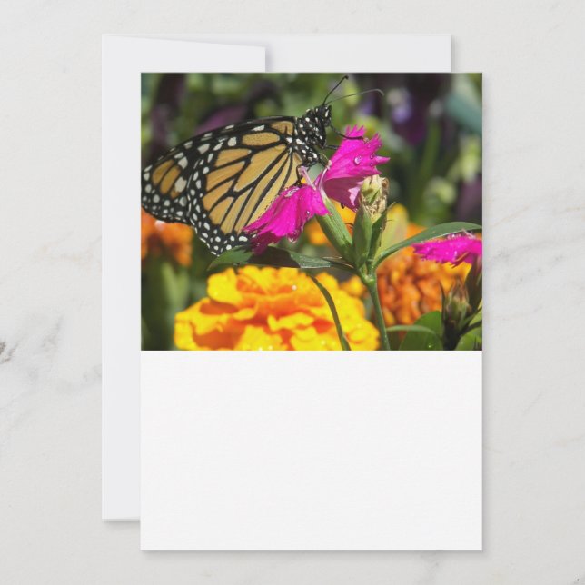 Monarch Butterfly från rosa Marigold Anteckningskort (Framsida)