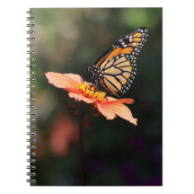 Monarch Butterfly från Verbena & Dahlia