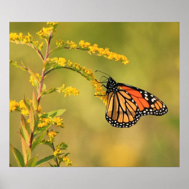 Monarch Butterfly Goldenrod Poster (Framsidan)