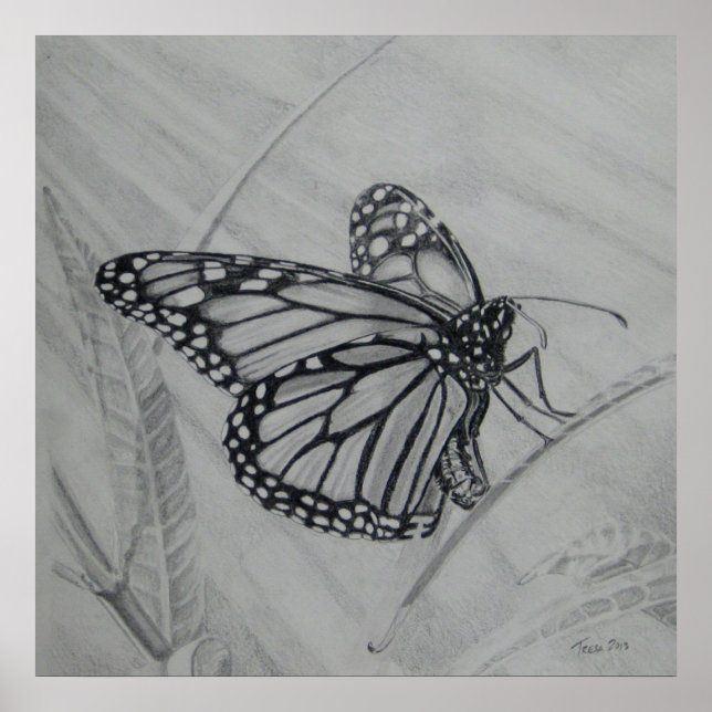 Monarch Butterfly graphite teckning Poster (Framsidan)