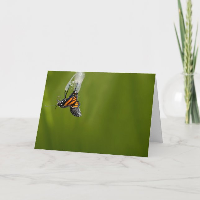 Monarch Butterfly håller på att få ett hälsningsko Kort (Framsida)