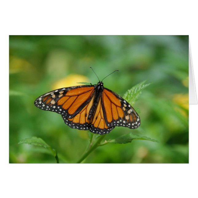 Monarch Butterfly Hälsningskort (Framsidan Horizontal)