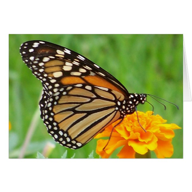 Monarch Butterfly Hälsningskort (Framsidan Horizontal)