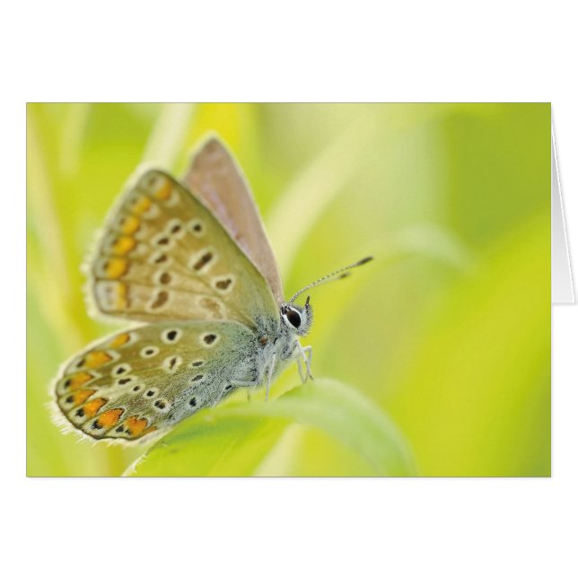 Monarch Butterfly Hälsningskort (Framsidan Horizontal)