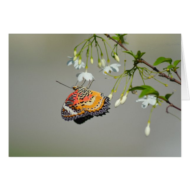 Monarch Butterfly Hälsningskort (Framsidan Horizontal)