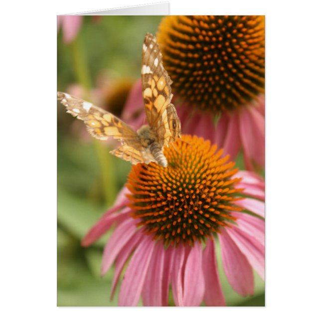 Monarch Butterfly Hälsningskort (Framsidan)
