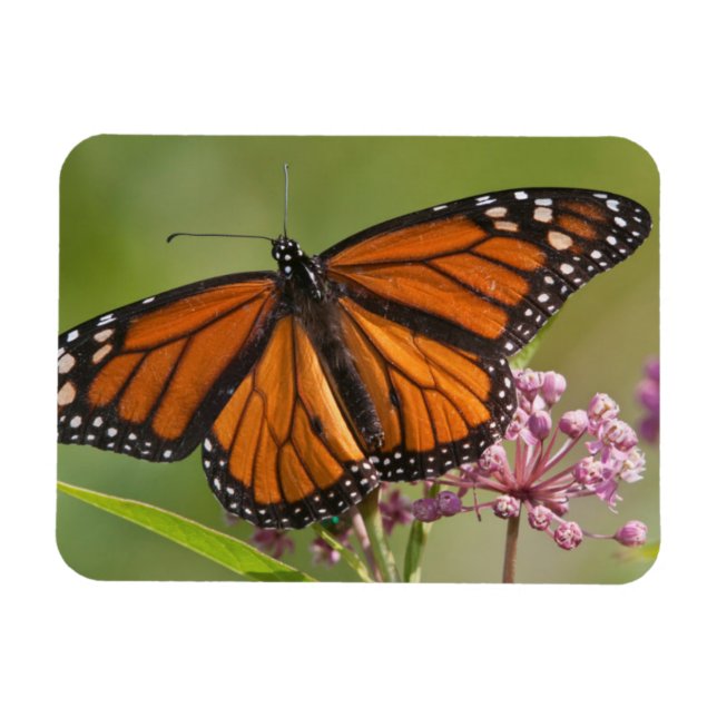 Monarch Butterfly-hanen på Swamp Milkweed Magnet (Horisontell)