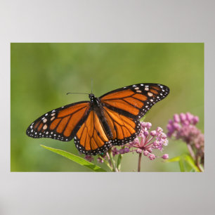 Monarch Butterfly-hanen på Swamp Milkweed Poster