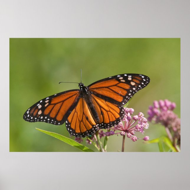 Monarch Butterfly-hanen på Swamp Milkweed Poster (Framsidan)