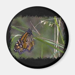 Monarch Butterfly i Grass Magnet