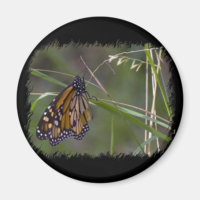 Monarch Butterfly i Grass Magnet (Framsidan)