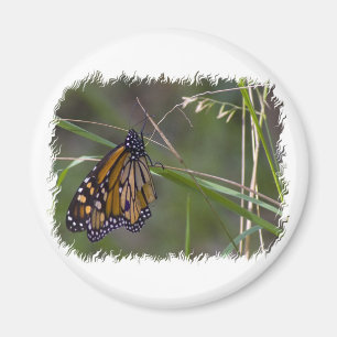 Monarch Butterfly i Grass Magnet
