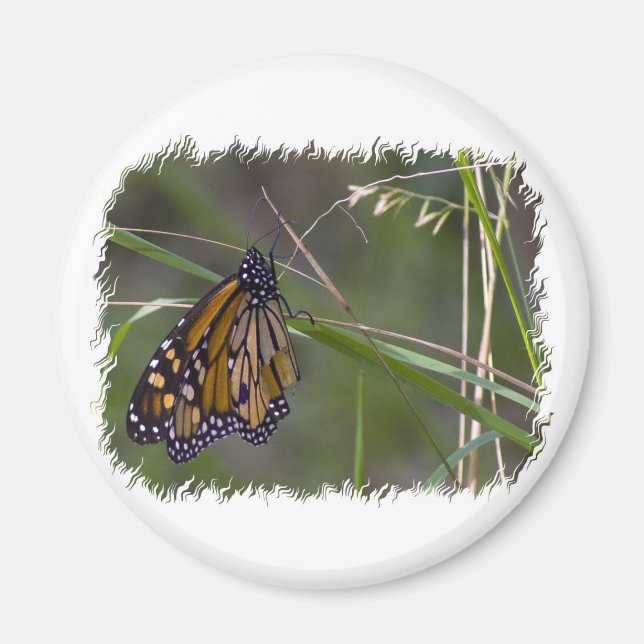 Monarch Butterfly i Grass Magnet (Framsidan)