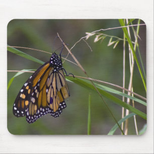 Monarch Butterfly i Grass Musmatta
