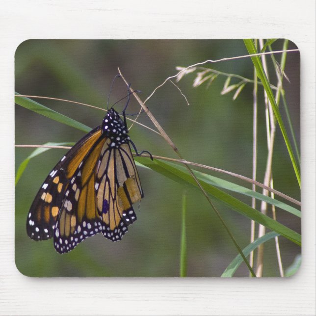 Monarch Butterfly i Grass Musmatta (Framsidan)