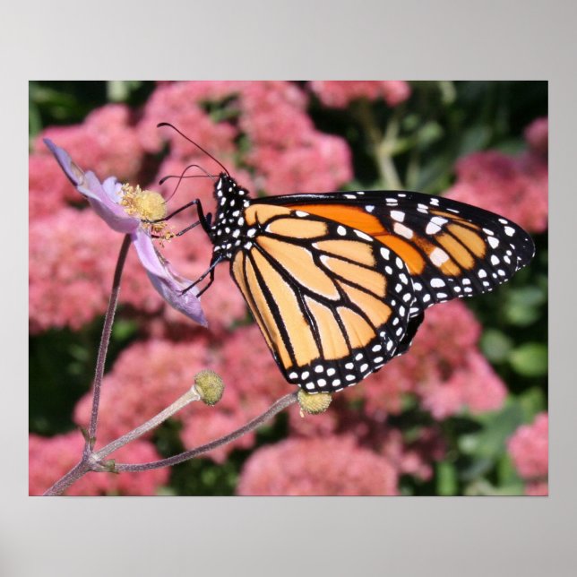 Monarch Butterfly I Poster (Framsidan)