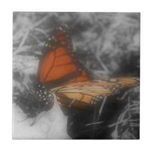 Monarch Butterfly in Black and White Natur Kakelplatta