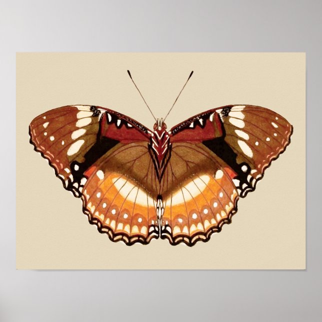 Monarch Butterfly in Brown, Rust and Cream Poster (Framsidan)