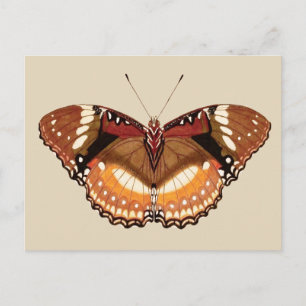 Monarch Butterfly in Brown, Rust and Cream Vykort