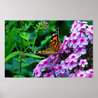 Monarch Butterfly in Flowers Poster