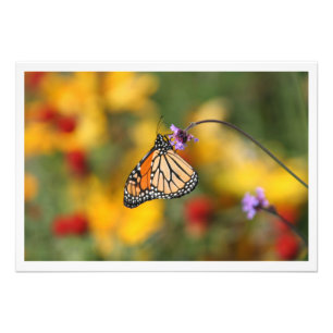 Monarch Butterfly in search of Pollen Fototryck