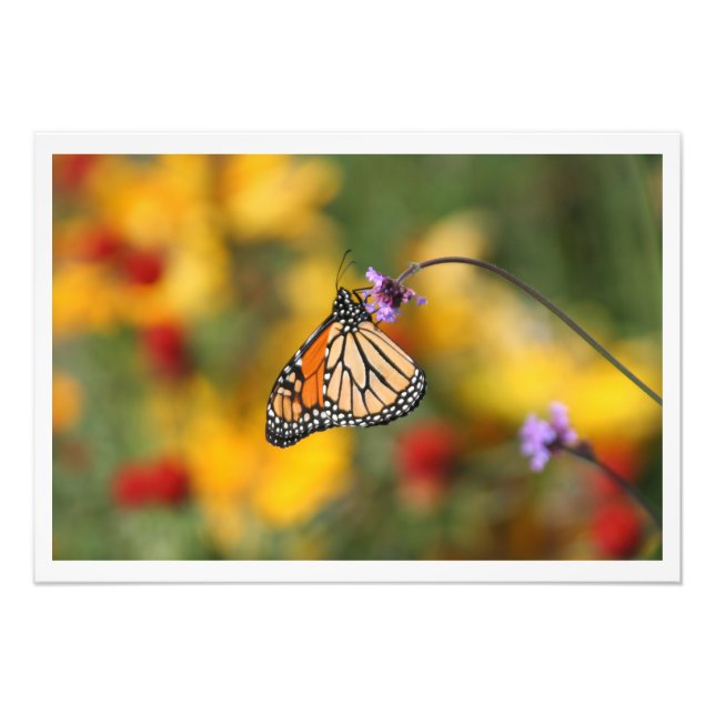 Monarch Butterfly in search of Pollen Fototryck (Framsidan)