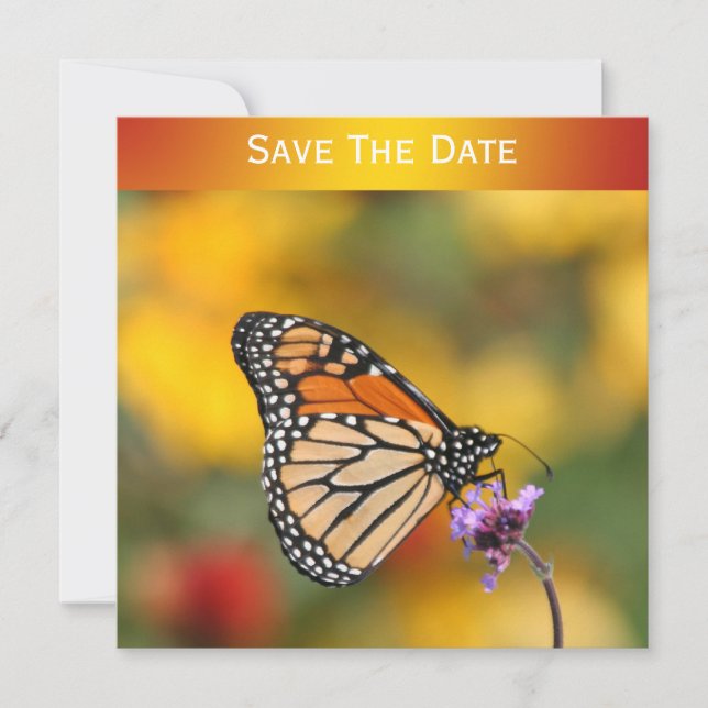 Monarch Butterfly in search of Pollen Inbjudningar (Framsida)