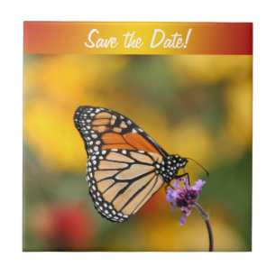 Monarch Butterfly in search of Pollen Kakelplatta