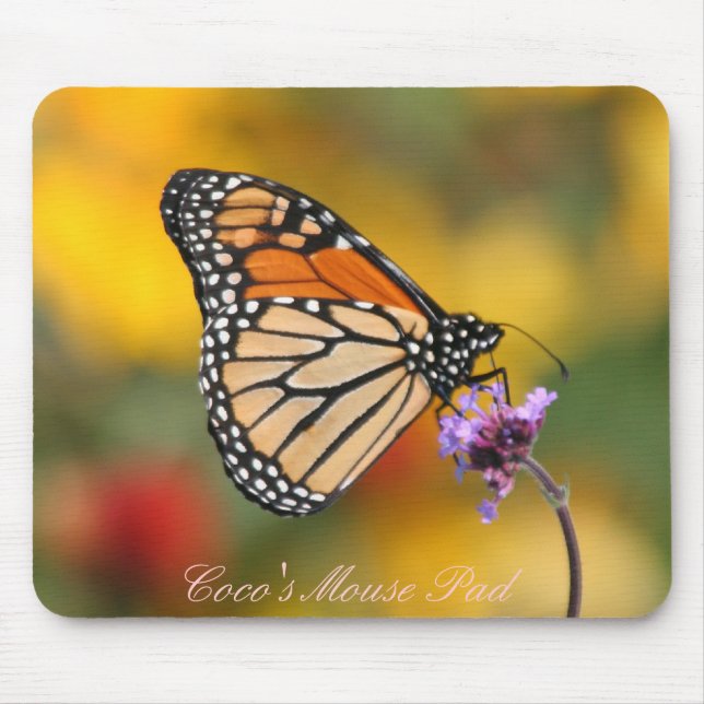 Monarch Butterfly in search of Pollen Musmatta (Framsidan)