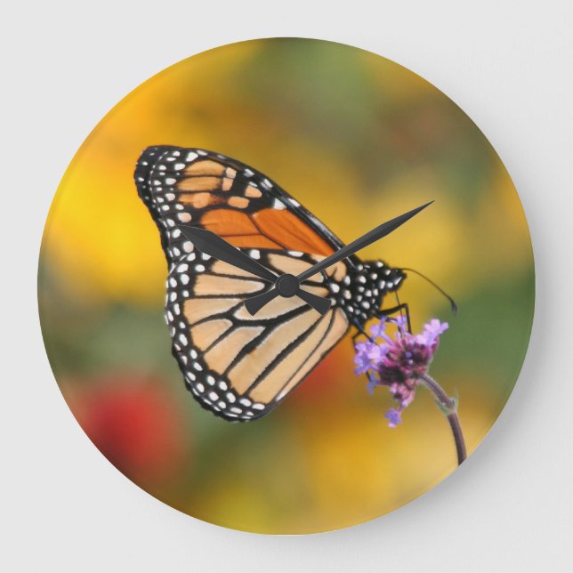 Monarch Butterfly in search of Pollen Stor Klocka (Framsida)