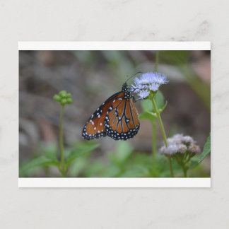 Monarch Butterfly in the butterfly series by LellO Vykort