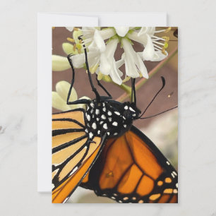 Monarch Butterfly Inbjudningar