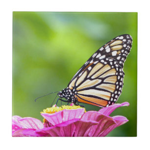 Monarch Butterfly Kakelplatta