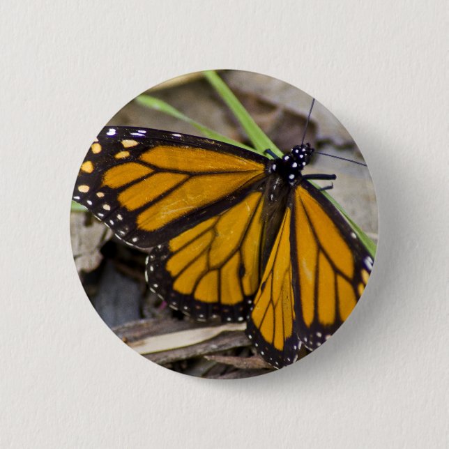 Monarch Butterfly Knapp (Framsida)