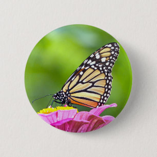 Monarch Butterfly Knapp