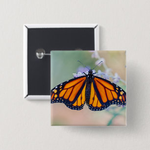 Monarch Butterfly Knapp