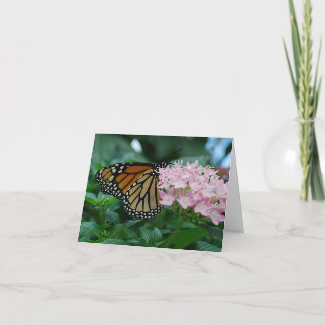 Monarch Butterfly Kort (Framsida)